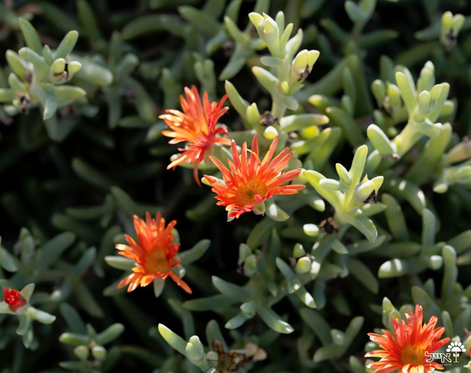 נציץ | עציץ בקוטר 12 ס״מ