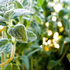 זעתר | עציץ בקוטר 12 ס"מ