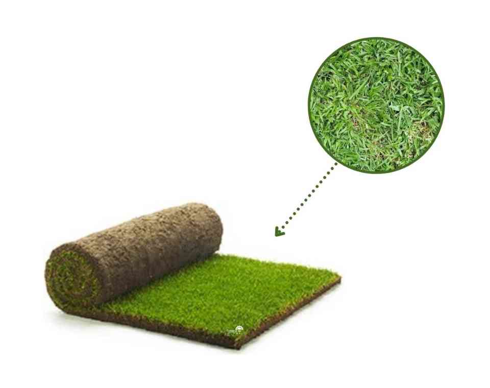 דשא מוכן - דרבן | דשא טבעי