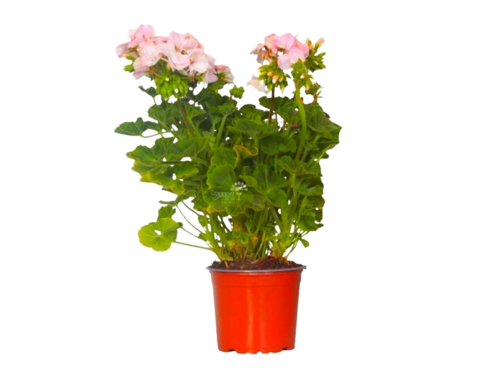 גרניום (זקוף) | עציץ בקוטר 12 ס"מ