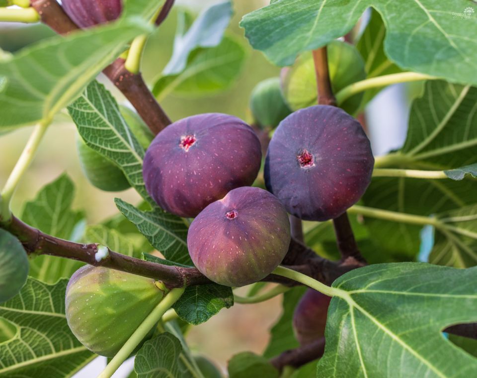 עץ תאנה | עציץ בנפח 25 ליטר