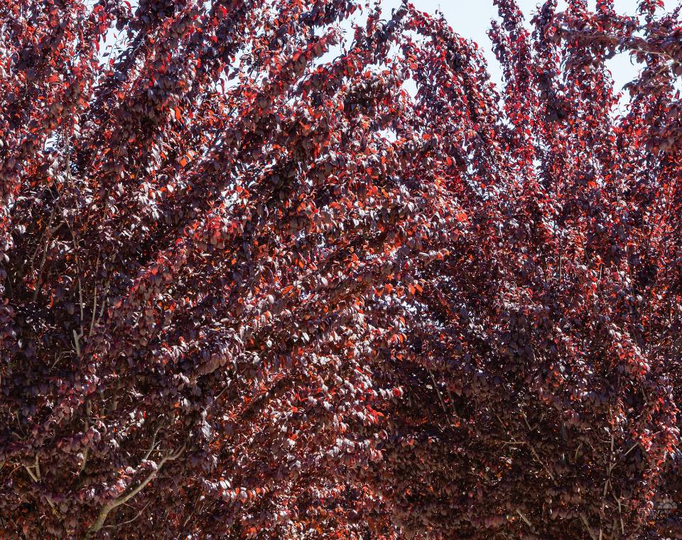 שזיף פיסרדי | עציץ בנפח 25 ליטר