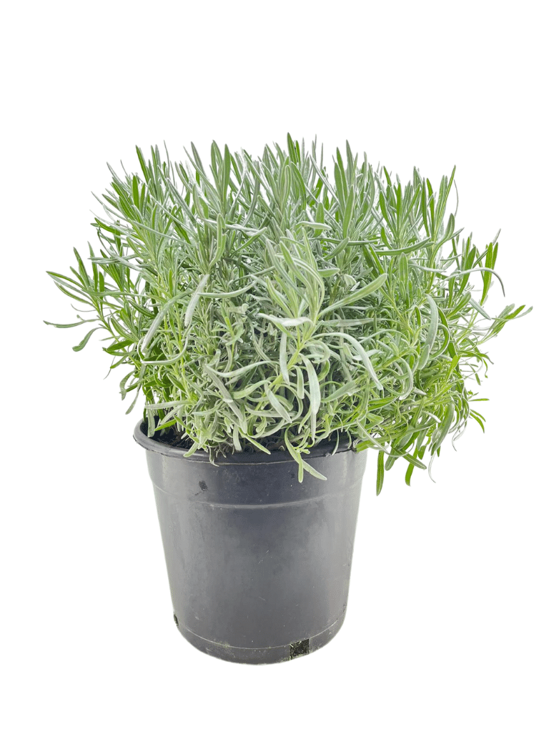 לוונדר רפואי (זקוף) | עציץ בנפח 10 ליטר