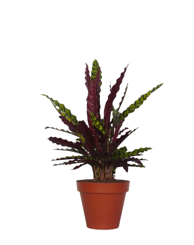 קלתאה אינסיגניס | בעציץ נפח 4 ליטר