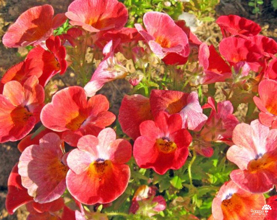 נמסיה | עציץ בקוטר 12 ס"מ