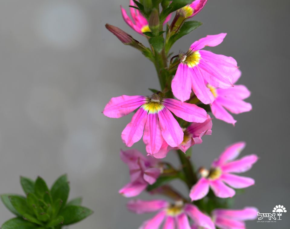 סקיבולה | עציץ בקוטר 12 ס״מ