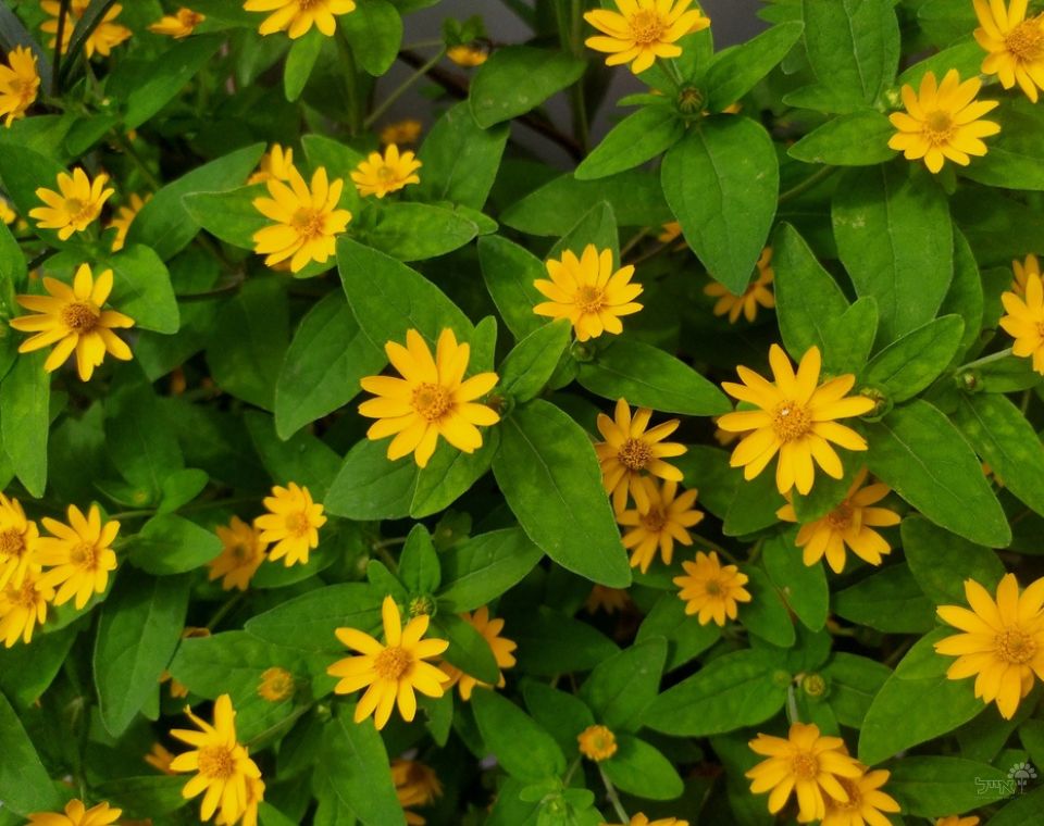 וידליה | עציץ בקוטר 12 ס"מ