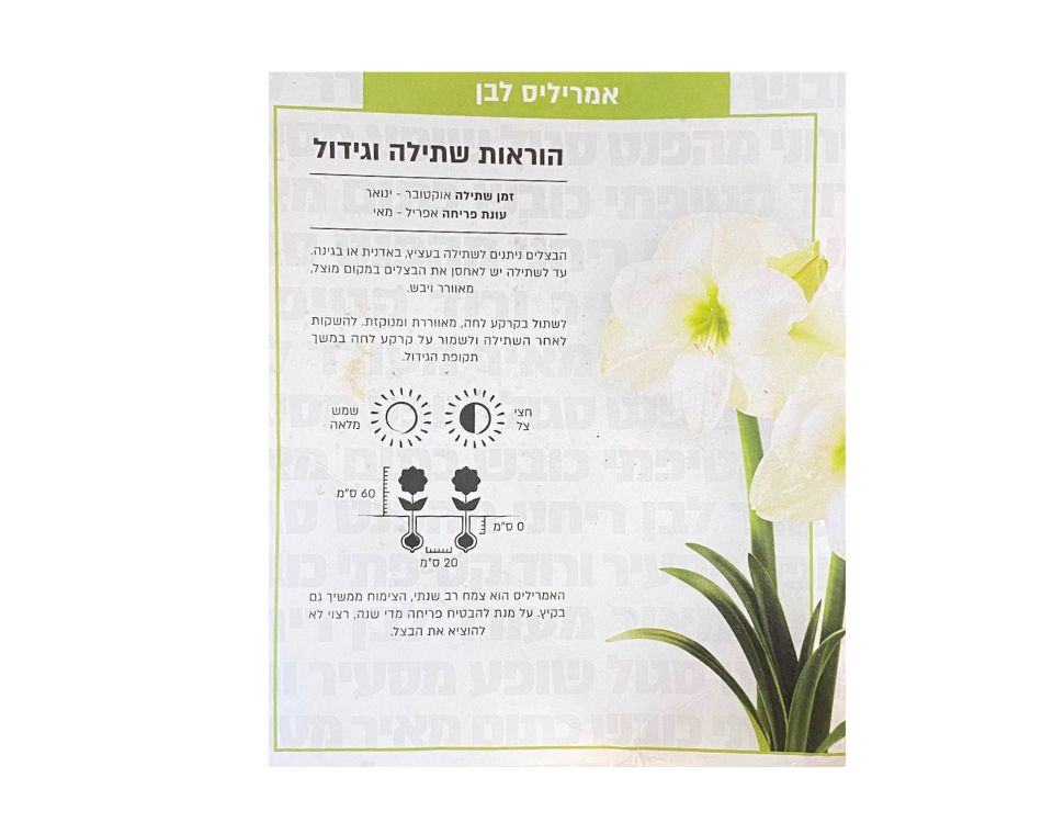 אמריליס לבן | 1 יחידה