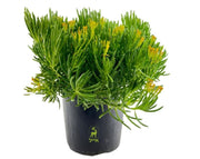 סביון ברברטוניקוס | עציץ בנפח 4 ליטר