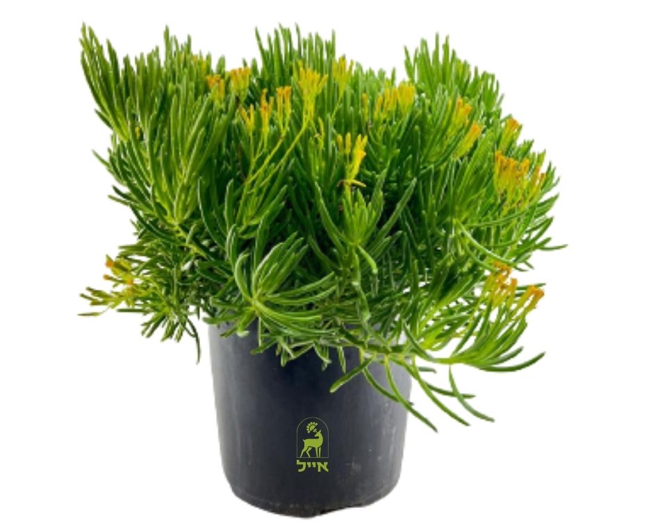 סביון ברברטוניקוס | עציץ בנפח 4 ליטר