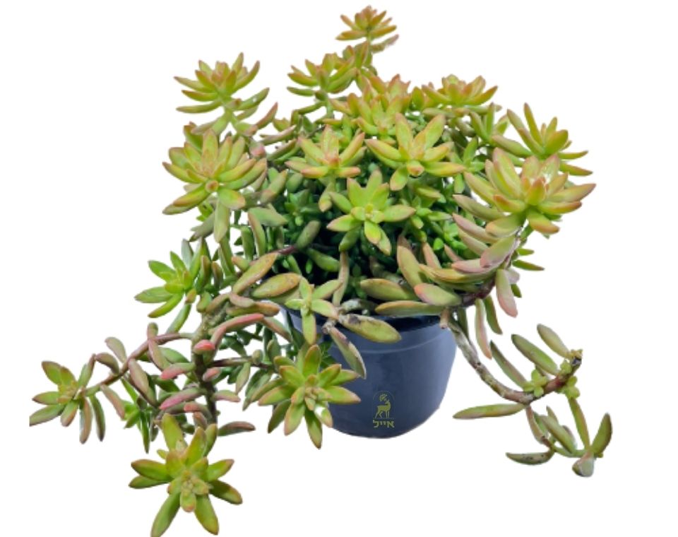 צורית | עציץ בנפח 4 ליטר