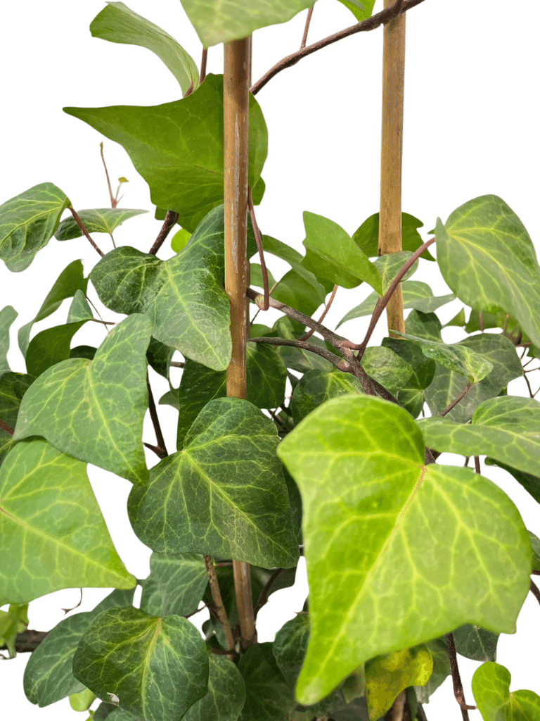 קיסוס החורש | עציץ בנפח 10 ליטר