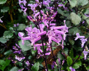 פלקטרנטוס 'מונה לוונדר' | עציץ בקוטר 12 ס״מ