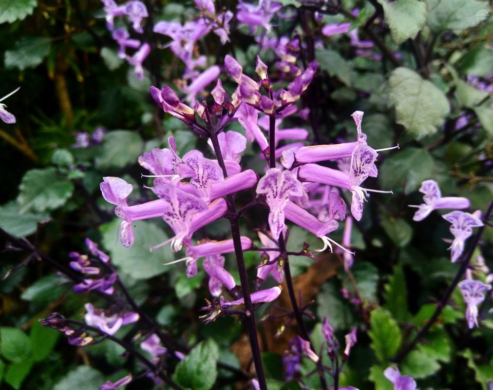 פלקטרנטוס 'מונה לוונדר' | עציץ בקוטר 12 ס״מ