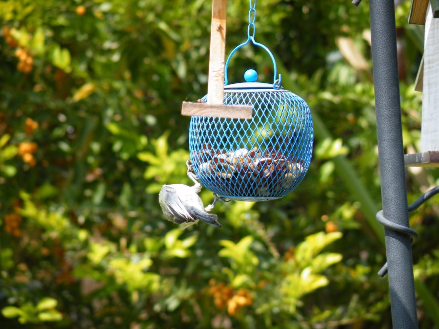 מתקן האכלה כדורי ממתכת לציפורים | 11X12 | כחול