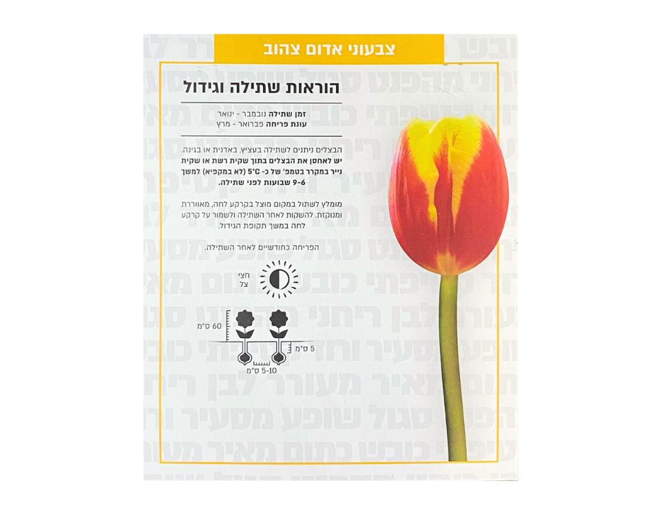 צבעוני אדום-צהוב | 6 יחידות