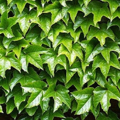 גפנית מחומשת | עציץ בנפח 10 ליטר