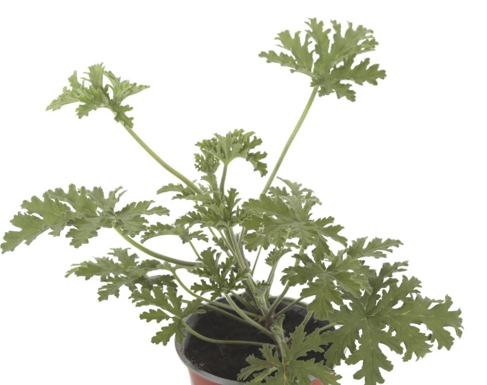 גרניום לימוני | עציץ בקוטר 12 ס״מ