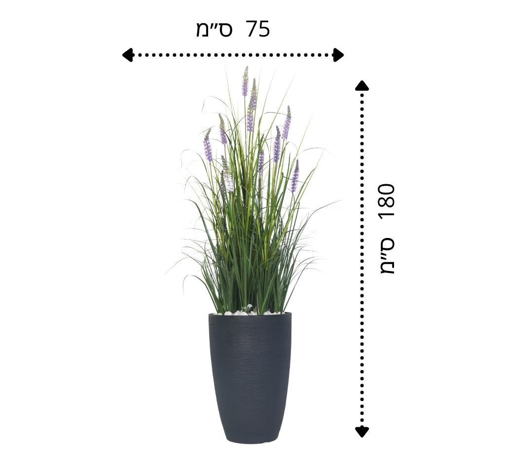 עשבוני פריחה סגולה גדול | בכד פמילי