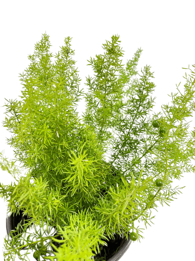 אספרג מאירי | עציץ בנפח 10 ליטר