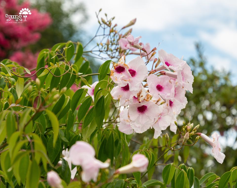 פנדוראה | עציץ בנפח 10 ליטר