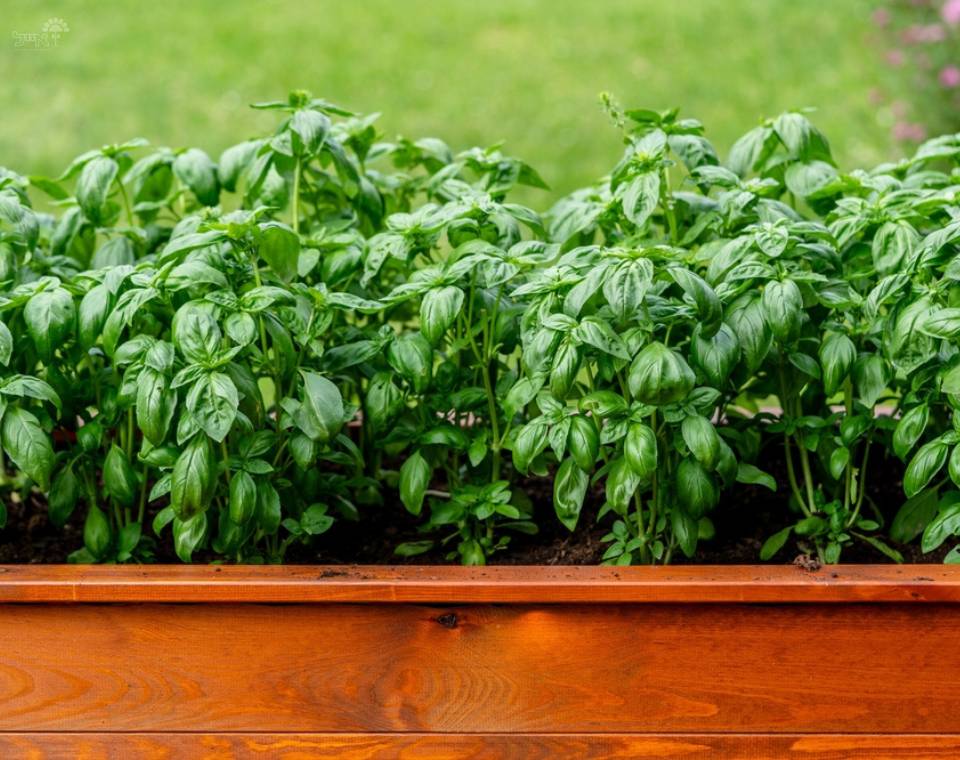 בזיליקום | עציץ בקוטר 12 ס״מ