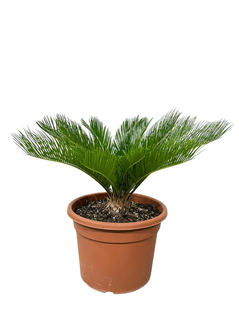 דקל ציקס | עציץ בנפח 10 ליטר