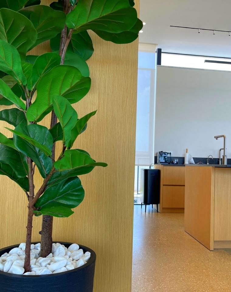 כד פמילי | 58 ס״מ | פיקוס כינורי ענק מלאכותי