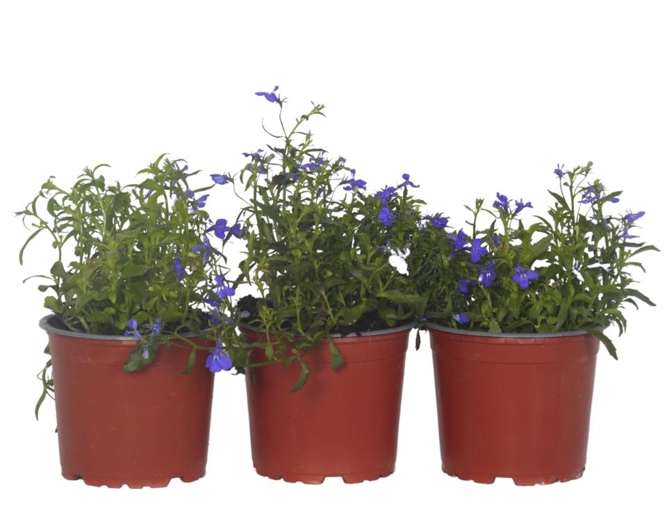 קיט 3 לובליה | עציץ בקוטר 12 ס"מ