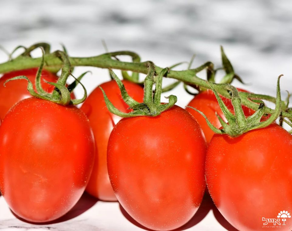עגבניה | 10 זרעים