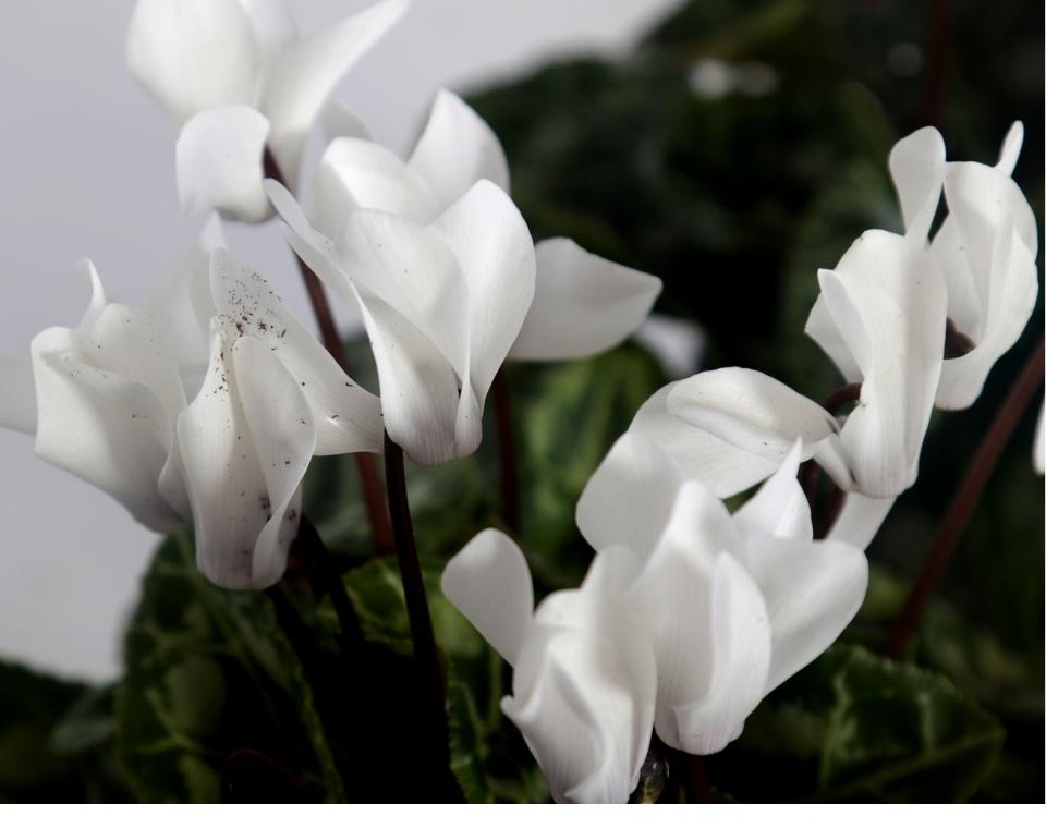 קיט 3 רקפות | עציץ בקוטר 12 ס"מ