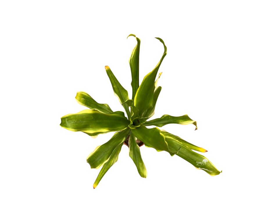 דרצנה (במבוק) גולדן | עציץ בקוטר 12 ס"מ