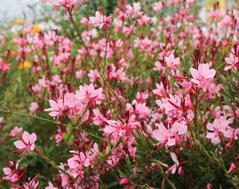 גאורה ורודה | עציץ בנפח 4 ליטר