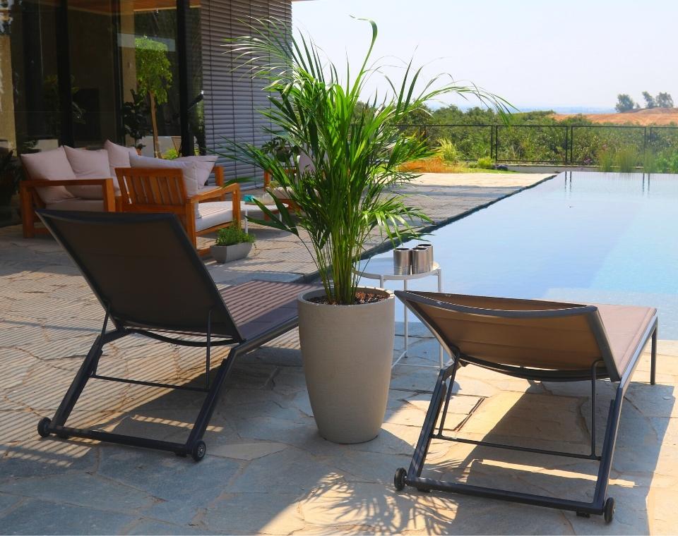 כד פמילי | 50 ס״מ | צמח דקל אריקה