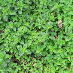 מיורם | עציץ בקוטר 12 ס״מ