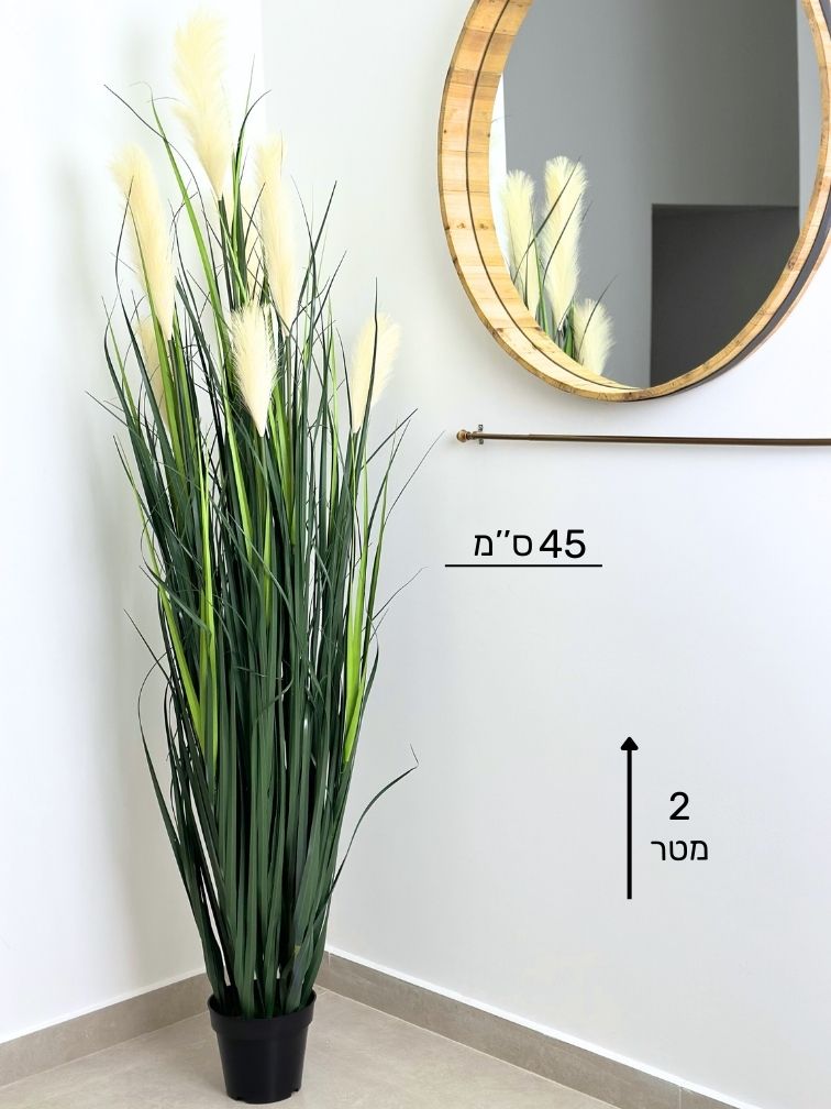 עשבוני זנב שועל | גובה 1.60 מטר