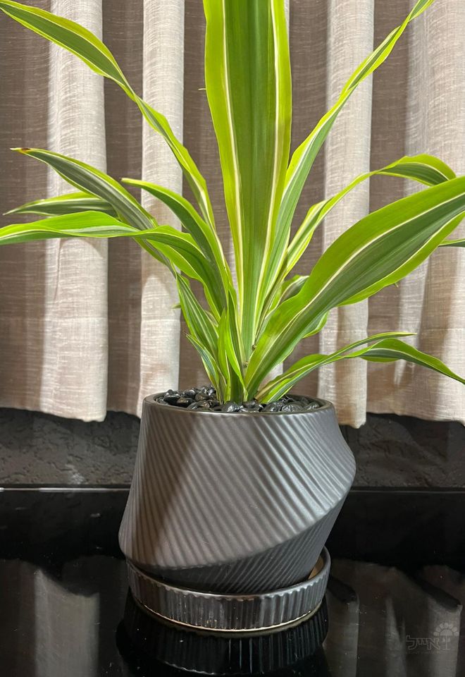 כד מעוצב | דרצנה למון ליים | שחור | קטן