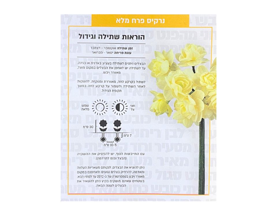 נרקיס חצוצרה צהבהב מלא | 5 יחידות