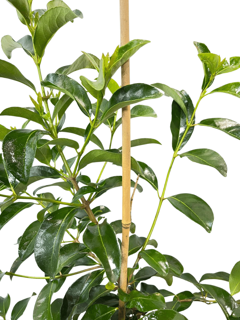 מורן מבריק | עציץ בנפח 10 ליטר