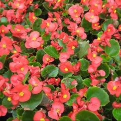 ביגוניה | עציץ בקוטר 12 ס״מ