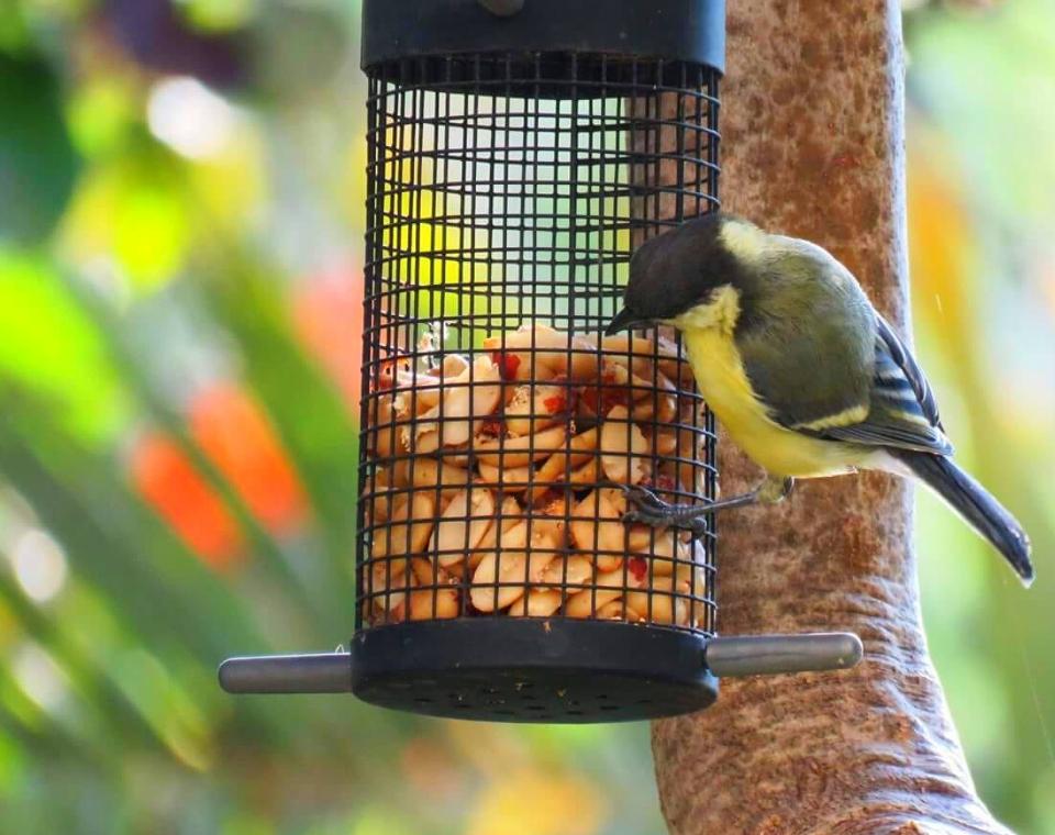 מתקן האכלת בוטנים (מקולפים) לציפורים | 21.5X9 | ירוק