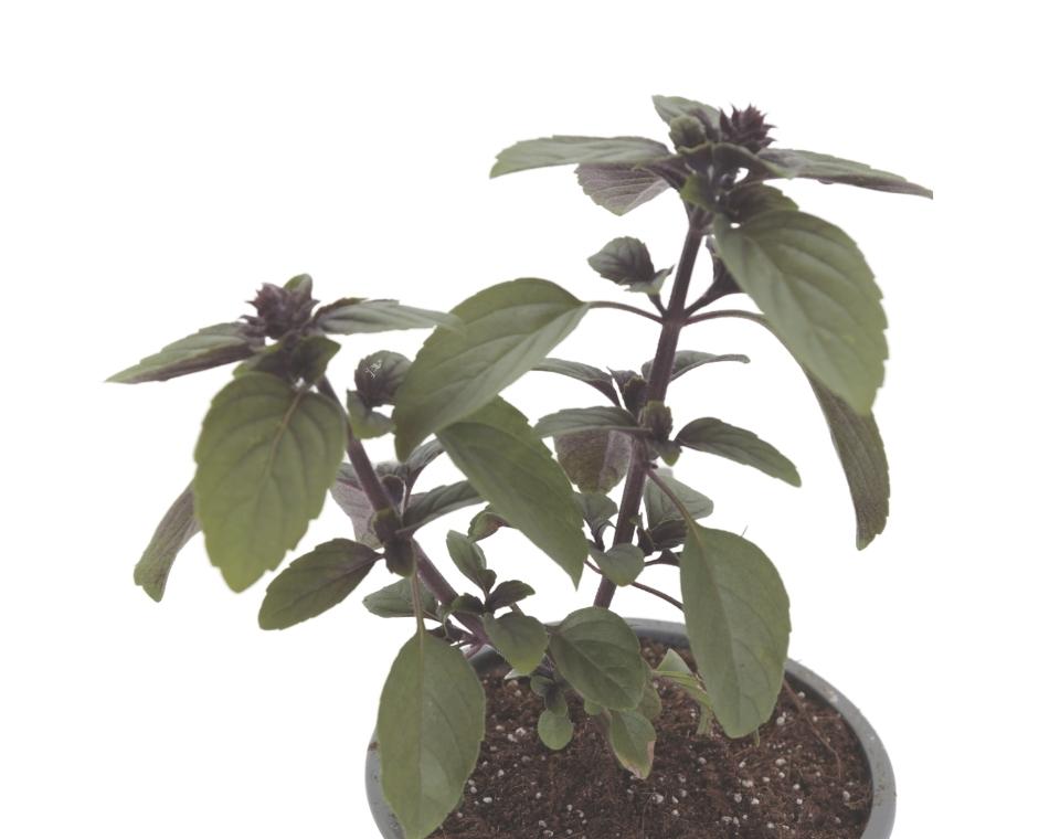 בזיליקום מג'יק | עציץ קוטר 12 ס״מ