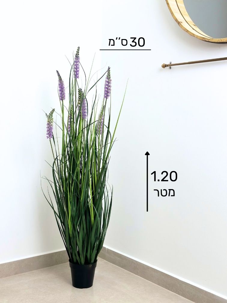 עשבוני לבנדר בינוני | גובה 1.20 מטר