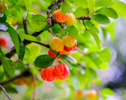 עץ פיטנגו | עציץ בנפח 25 ליטר