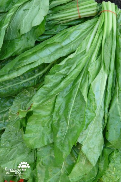 תרד ניוזילנדי | 50 זרעים