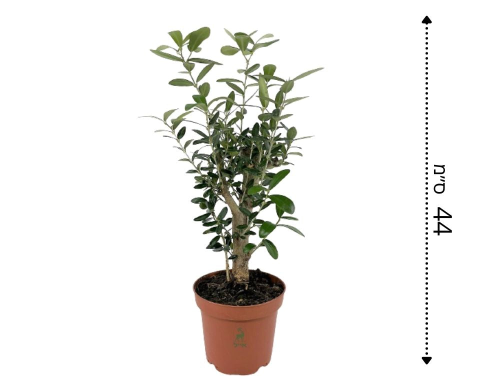 עץ זית בונסאי | עציץ בקוטר 12 ס"מ