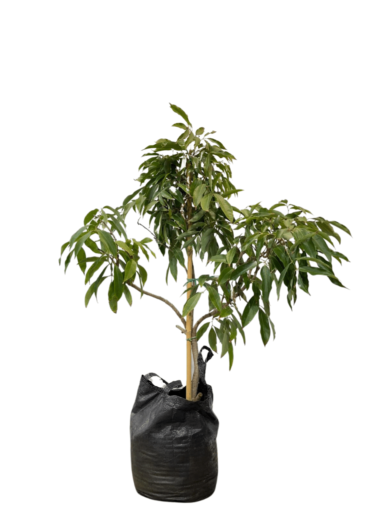 עץ ליצ׳י | עציץ בנפח 25 ליטר