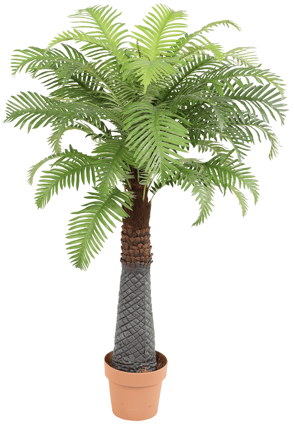 דקל מלך מלאכותי ננסי | 115 ס"מ