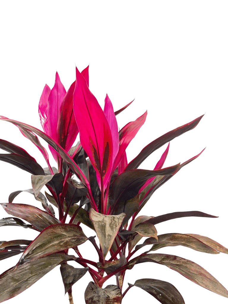 קורדיליין | עציץ בנפח 10 ליטר