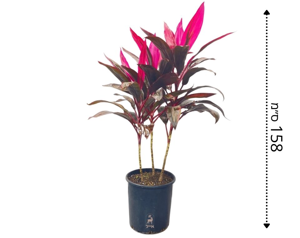 קורדיליין | עציץ בנפח 10 ליטר